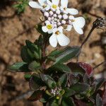 Iberis procumbens Natur