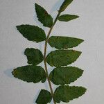 Rhus coriaria Otro