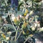 Pentanema squarrosum Flower