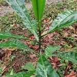 Anthocleista schweinfurthii पत्ता