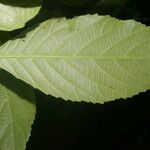 Cleidion castaneifolium Leaf