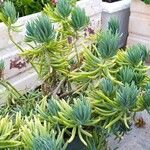 Dudleya edulis Hábito