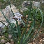 Asphodelus macrocarpus Virág
