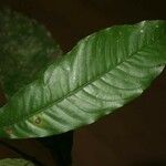 Quiina guianensis 葉