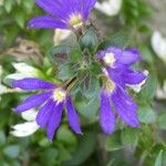 Scaevola nitida 花