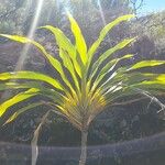 Cordyline mauritiana Φύλλο