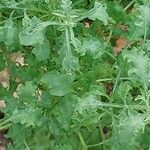 Tylecodon paniculatus Blad