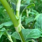 Tinantia erecta Sonstige