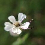 Silene vulgaris Çiçek