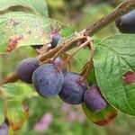 Cotoneaster integerrimus Frugt