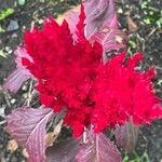 Celosia argentea Blomst