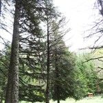 Picea likiangensis Hábitos