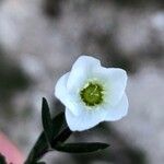 Arenaria montana Blüte