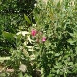 Salvia × jamensis Diğer