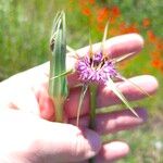 Tragopogon angustifolius 花