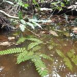 Adiantum vogelii Blatt