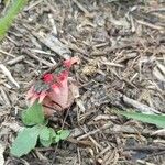 Hydnora abyssinica Flower