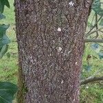 Quercus marilandica Corteza