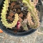 Huernia macrocarpa Lapas