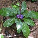 Psychotria guapilensis Habit
