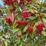 Cotoneaster frigidus Hábitos