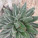 Agave victoriae-reginae Листок