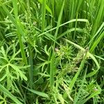 Geranium dissectum 花