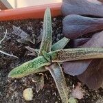 Gasteria pillansii Yaprak