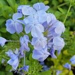 Plumbago auriculataFlower