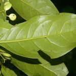 Chiococca belizensis Leaf