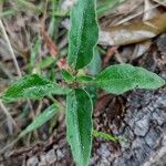 Pseuderanthemum variabile Blad