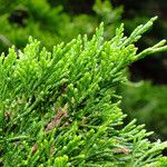 Juniperus sabina Ліст