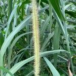 Urochloa maxima Flower