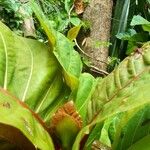 Mitragyna stipulosa Blatt