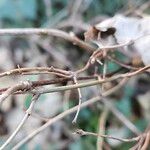 Symphoricarpos albus Bark