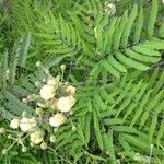 Acacia berlandieri Hábito
