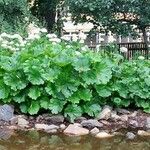 Darmera peltata Habit