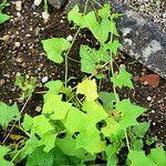 Cyclanthera brachystachya Leaf