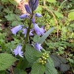 Hyacinthoides hispanica Flower