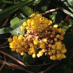Berberis aquifolium Flower