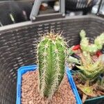 Pachycereus pecten-aboriginum Hoja