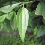 Piper arboreum Leaf