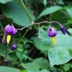 Solanum dulcamara Květ