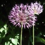 Allium nigrum 花