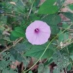 Ipomoea tiliacea Çiçek