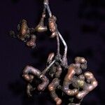 Hovenia dulcis Fruct