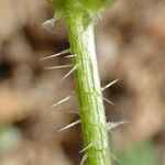Urtica pilulifera Rinde