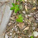 Eleutherococcus senticosus Leaf