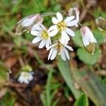 Draba verna Fiore