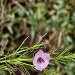 Micrargeria filiformis Blüte